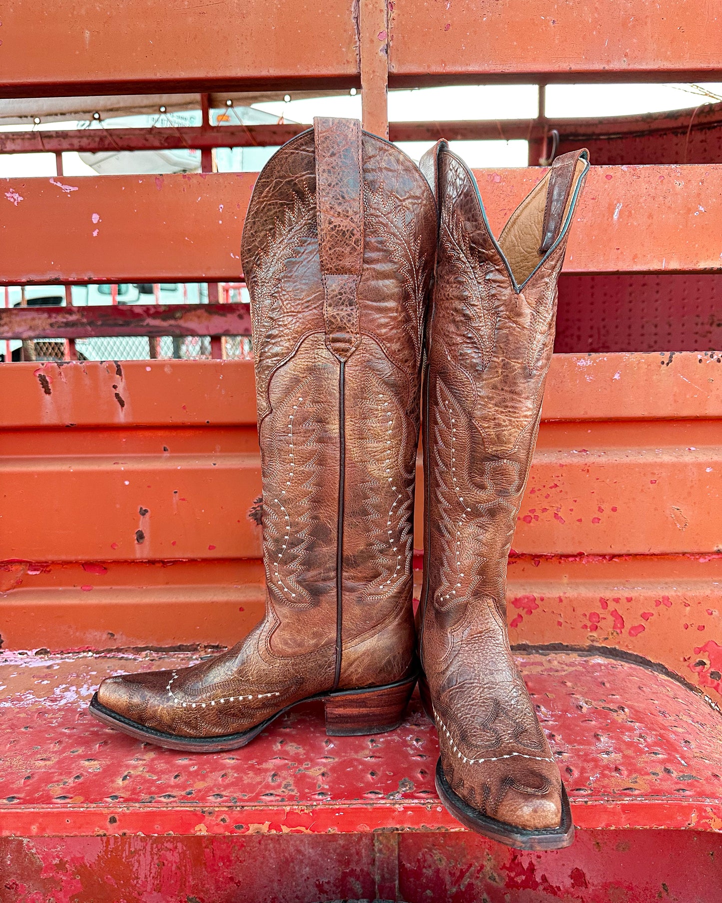 Bota Vaquera Alta Alice Shedron